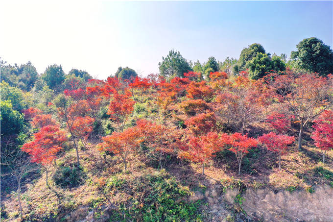 广东粤北秋景不输内蒙新疆银杏红枫染秋怎是一个心醉了得