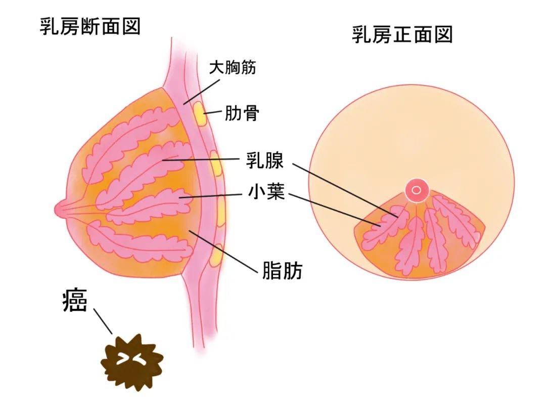 乳腺7点处的位置图图片