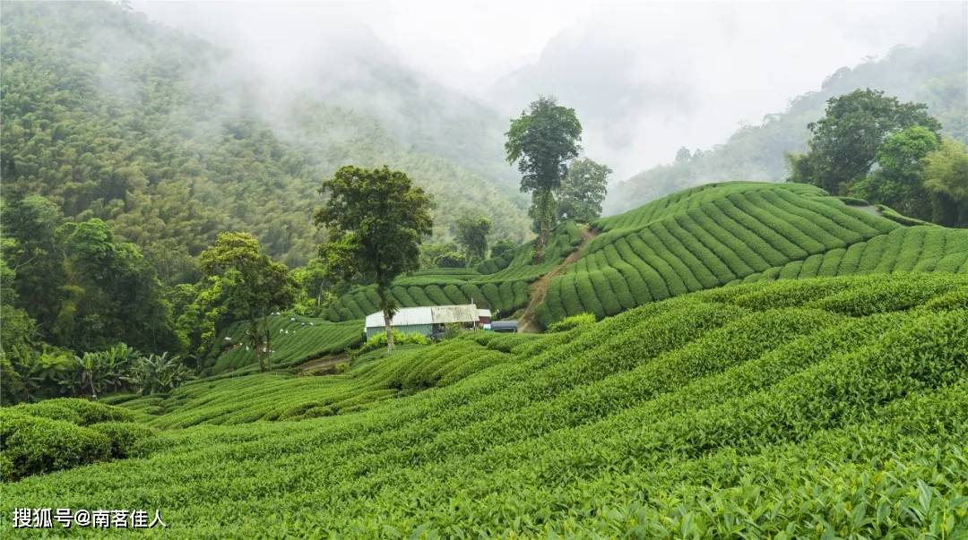 环境|台地茶、生态茶、荒地茶、高山茶、森林茶，到底是什么？