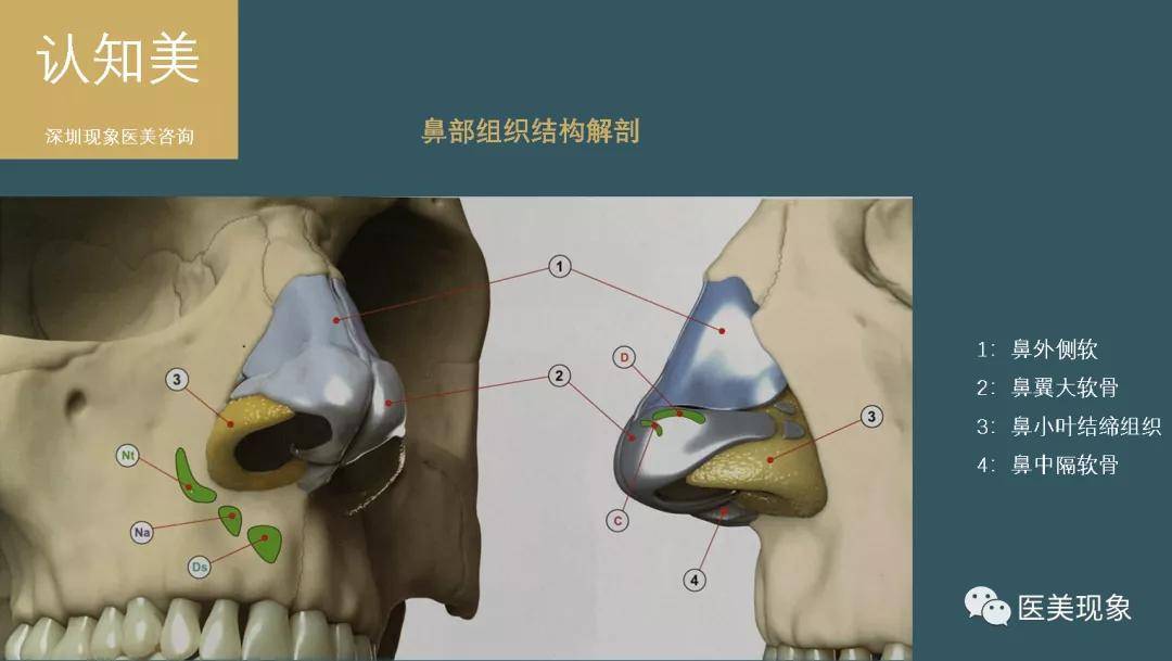 知识科普仿真艺术是美容外科鼻整形现阶段的制高点