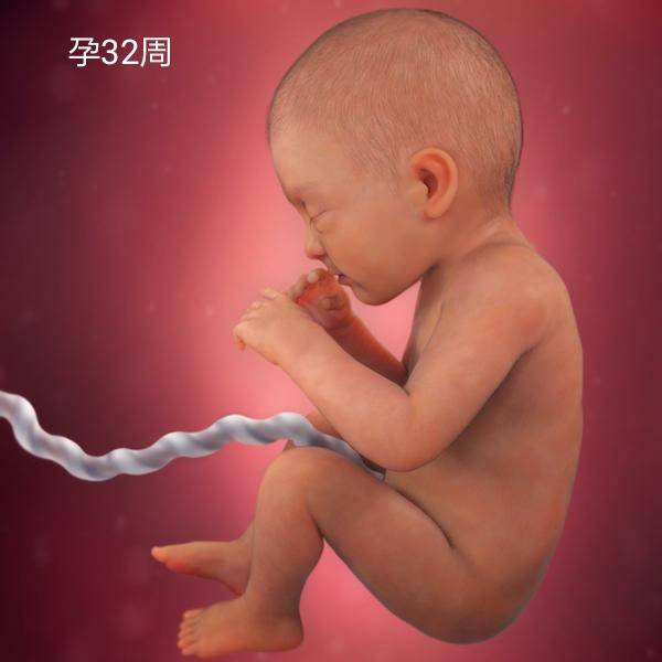 几个月胎儿发育好了 05e3f086ea1c4cdbacc32961ebc7adbe.jpeg