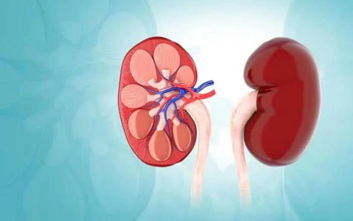 治疗|世界首例猪肾成功移植人体!“氢”对人类肾病有哪些研究?