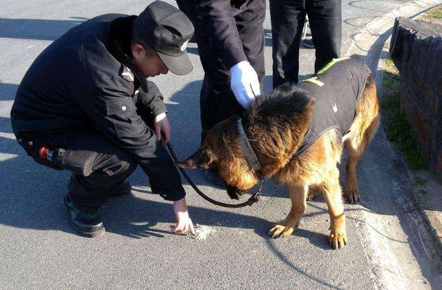 警犬为何优先选择德牧 不吹不黑 镜头记录全过程 训练 警犬为何优先选择德牧 不吹不黑 镜头记录全过程 训练