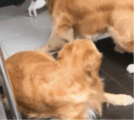 猫咪猫咪猛打脸惹怒金毛，翻身动作帅倒众人，汪：忍无可忍我就揍你！