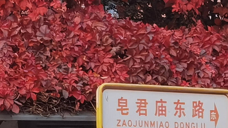 身边的秋景红得有一套