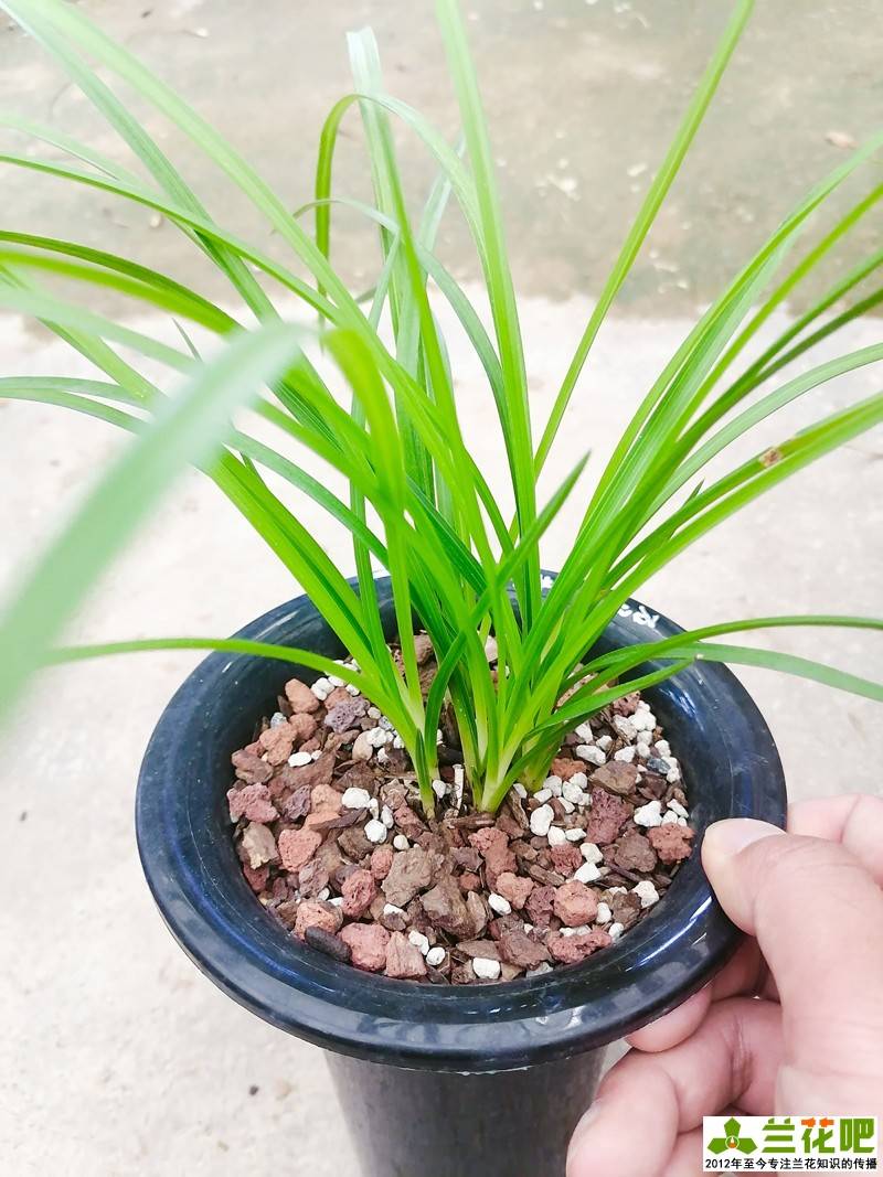 壮苗|又是兰花分苗季，秋季和春季哪个季节分更好，高手有门道