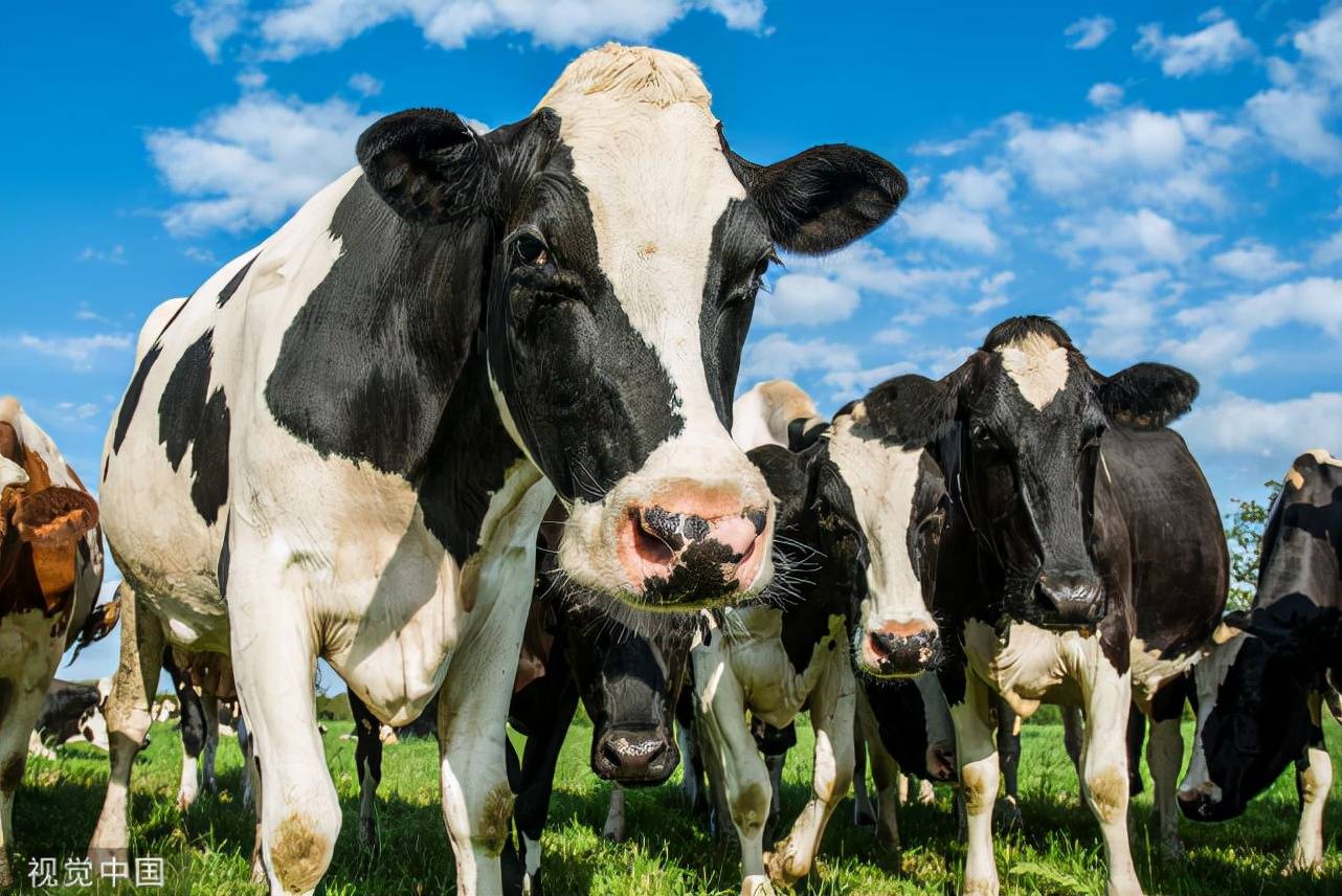 几张图带你认识一下犊牛腹泻 - 养牛技术 - 中国奶牛网—绿叶动物保健工程技术有限公司