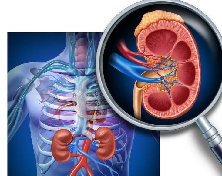 关键|肾病预防尿毒症只看血肌酐?你就错了!这2项指标才是关键