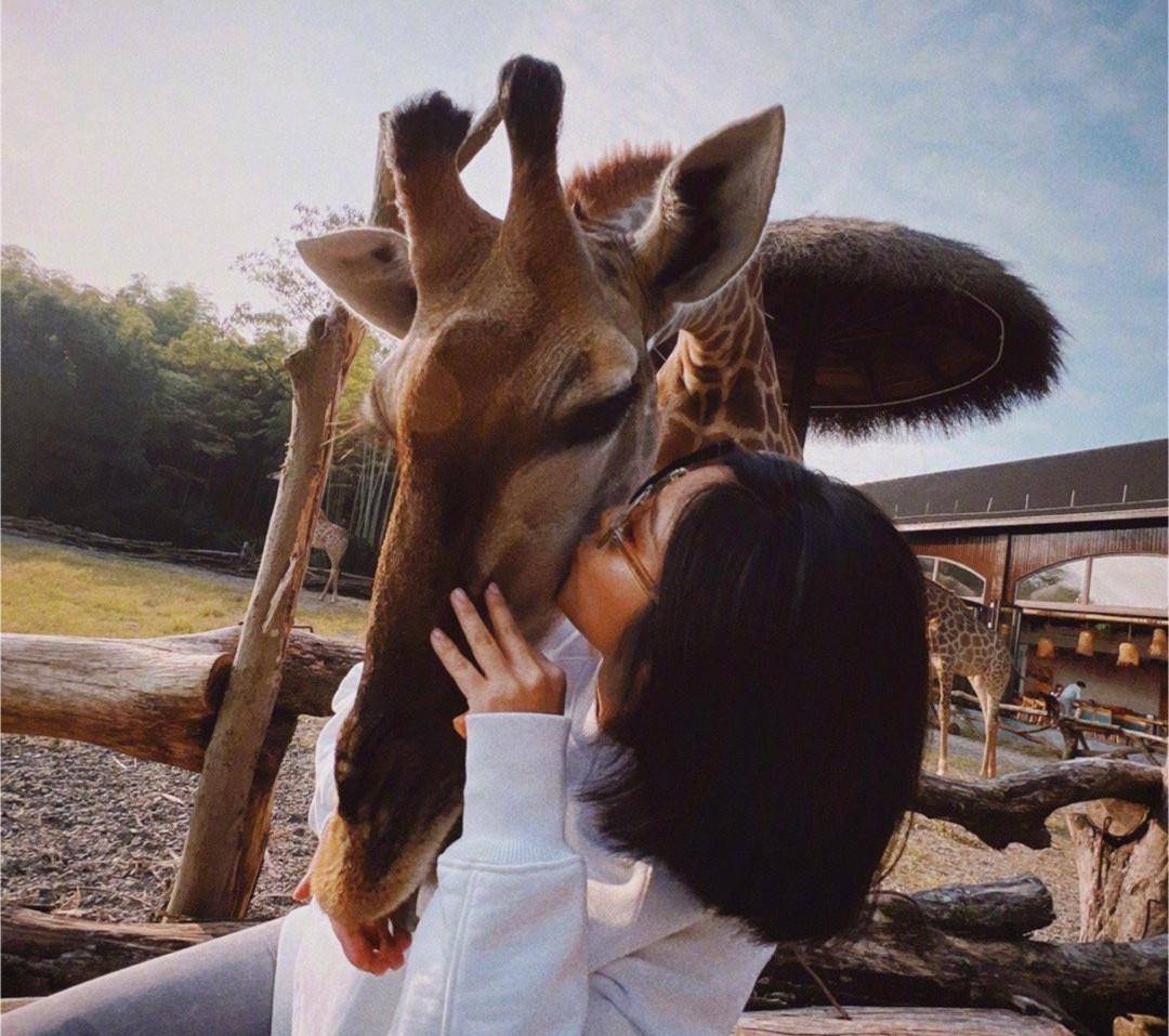 卫衣 赵奕欢逛动物园，穿卫衣配健美裤秀身材曲线，见长颈鹿还俏皮亲吻