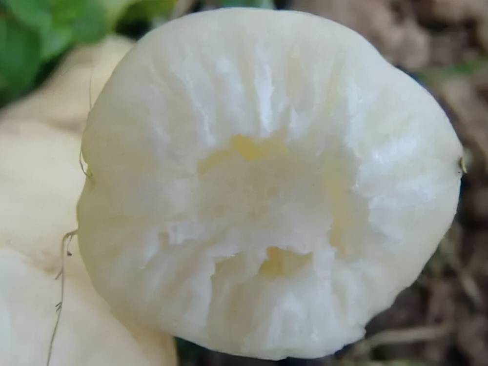 萝卜糠心怎样防治,你知道吗?