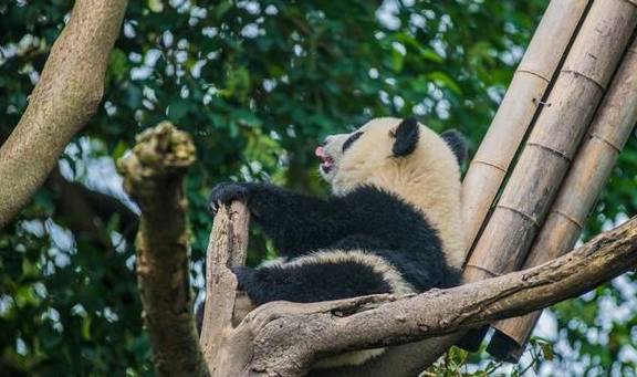 成都旅游，大熊猫去哪看、怎么看？一站式为你解答