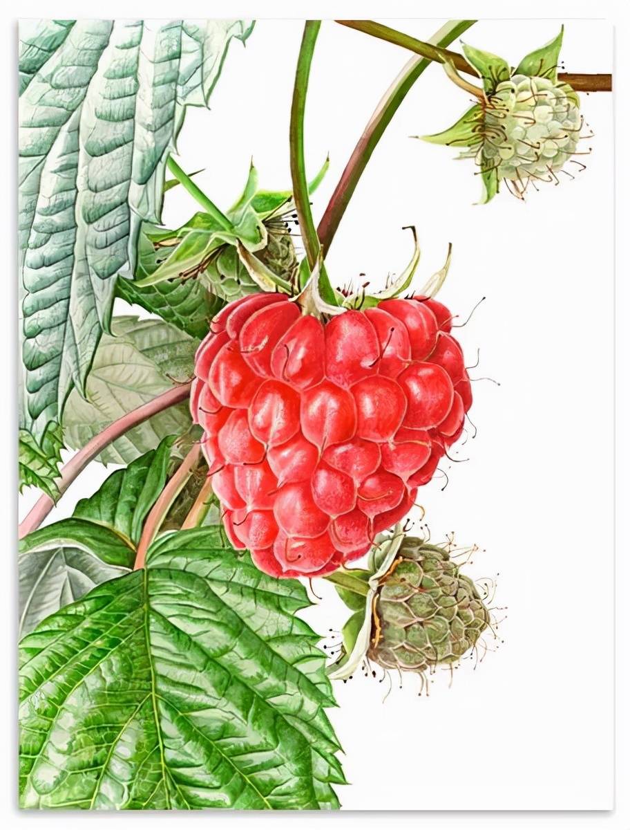 酷爱与天赋来自英国水彩画家annaknights绘画作品