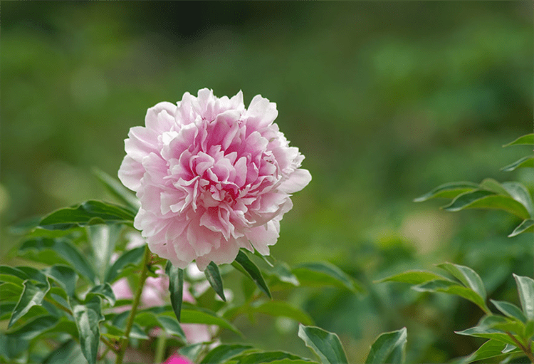 芍药的花语是情有所钟的爱 依依不舍 殊不知也称作 将离草 时候