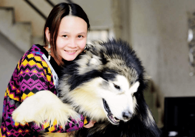 女主人生了宝宝后 阿拉斯加犬受到冷落 委屈巴巴的模样让人心疼 狗狗 全网搜