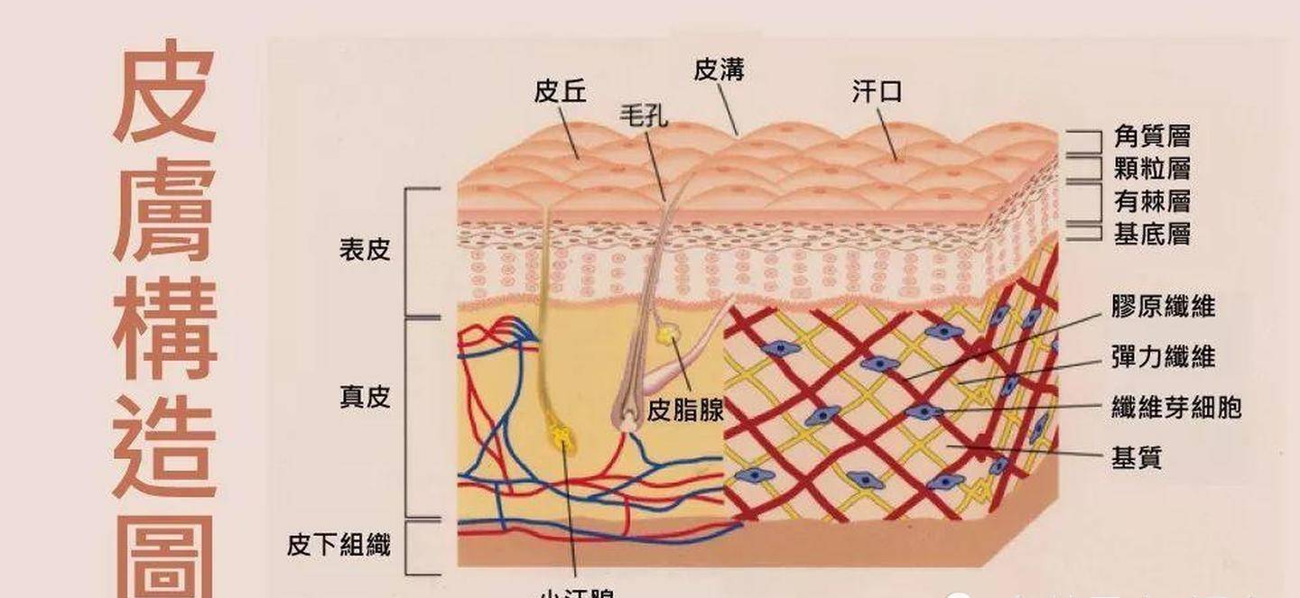 长痘痘皮肤平衡是这样构成的，你知道吗？