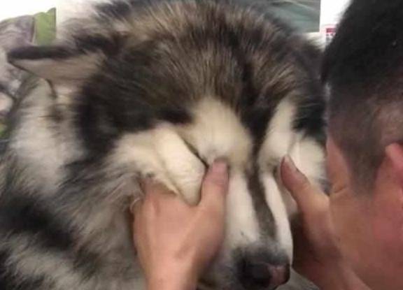 一百多斤的大狗回家就哭，主人哄了一半不淡定了：跟个小姑娘似的