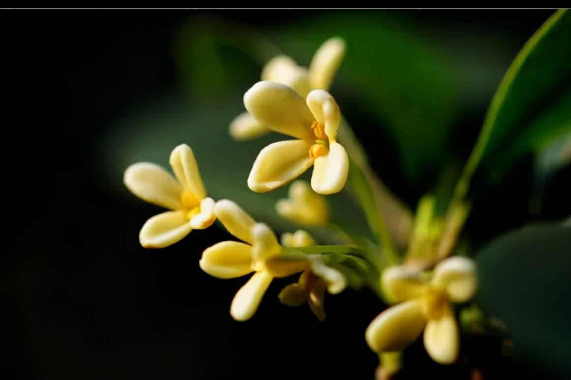 诗路花雨孤山梅雨评当代诗词桂花卷二