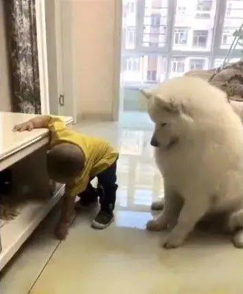 因为|宝宝偷零食给狗狗吃,妈妈偷偷录下这一幕,好温馨!