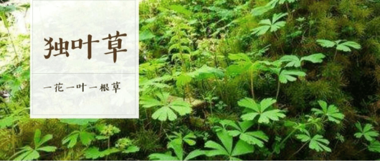 秦岭太白山发现的独叶草：一株只有一花一叶，为何比熊猫还珍稀？
