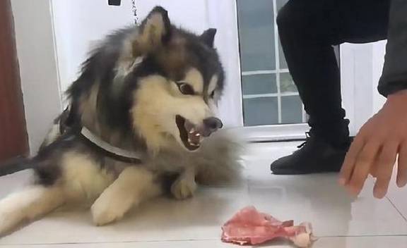 品牌|一个铲屎官最可怕的,不是穷,而是养出了“富二代”狗狗