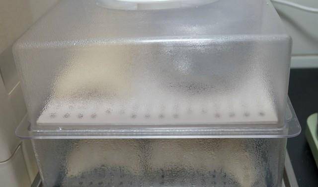 做法|全职妈妈周末也不闲着，一家四口人的早餐，做法简单，营养也不差