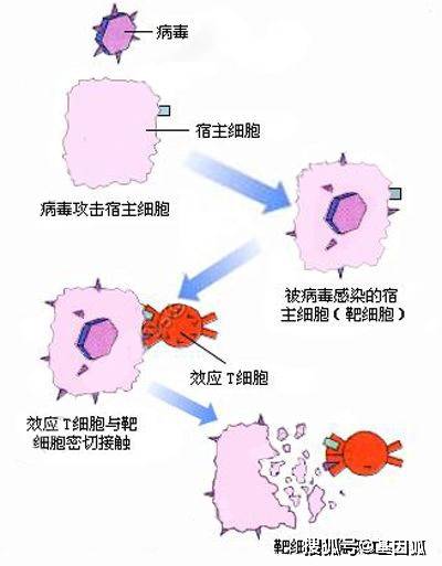 经验分享：12种病毒特异性反应检测简介