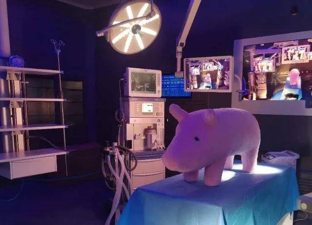 人体手术|世界首例！猪肾脏移植人体手术成功，3天均未发生排异反应