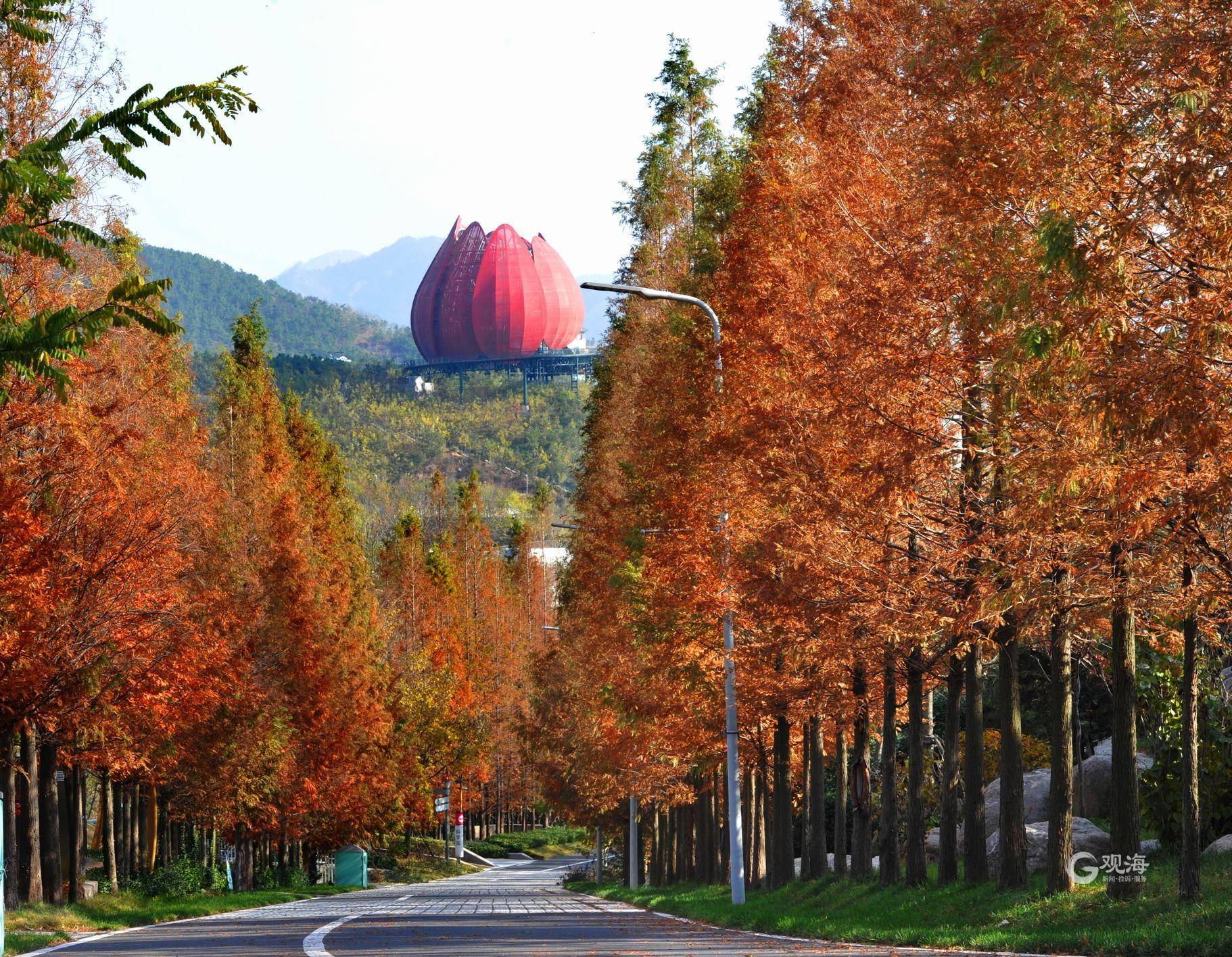 索景|按图索景，看图识叶，这本青岛赏秋图册你不可错过