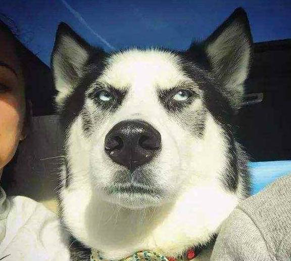 因为二哈在家怂成蛋，柯基天天暴打它狗头！主人看了以后哭笑不得！