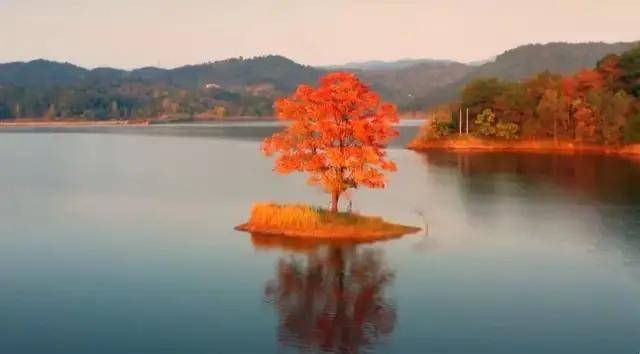 被新洲的两个小众景点美哭！新洲版孤独的树、红色水上森林