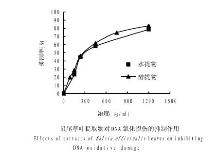 薰衣草澄澈控油——蓝桉叶和它的小伙伴们