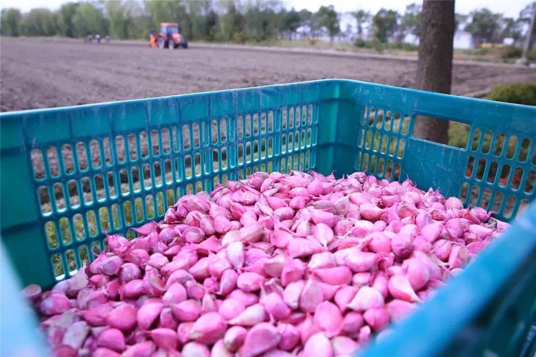 又白又嫩的嘉定白蒜种下了