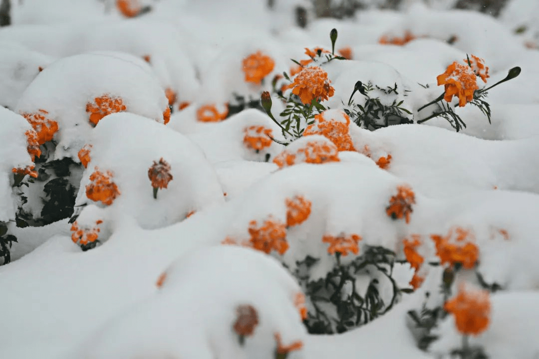 视频|你猜！雪中的武清有多美！