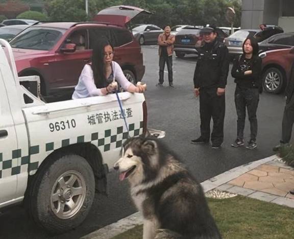 什么有一种“沙雕”的欢乐，叫做遛狗！