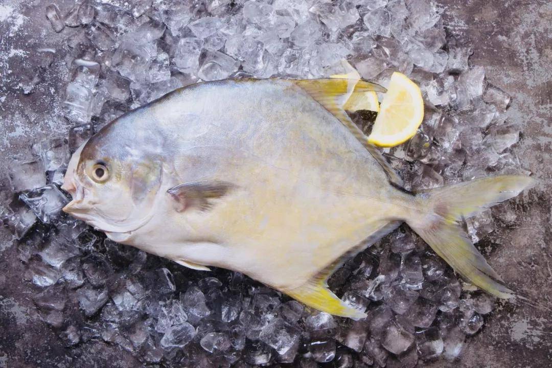 金鲳鱼让贫困户走上致富路