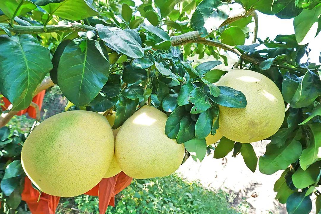 保山| 珠街:黄金柚子溢芬芳_种植园主