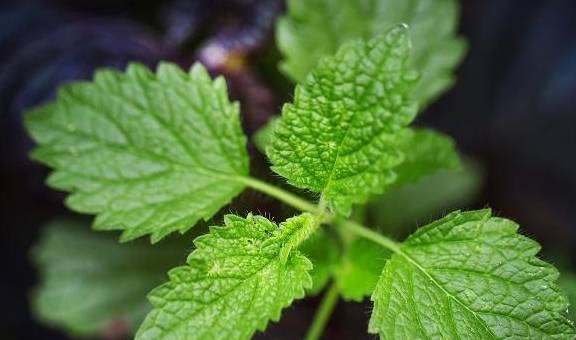 薄荷中的化合物可以缓解肠道和胃部的疼痛,进一步缓解恶心和其他症状