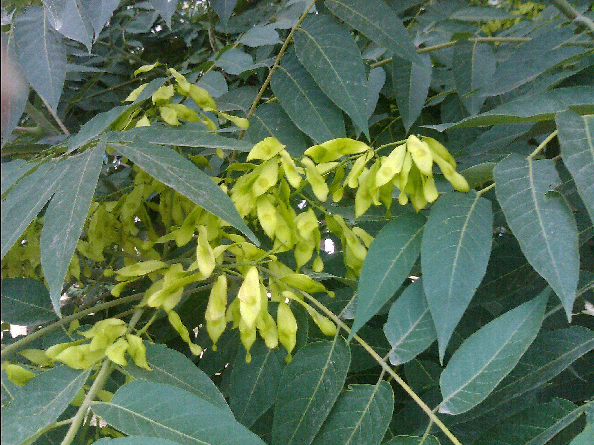 原创民间将其称为"树王"寓意着长寿,但因味道发臭,如今数量变少