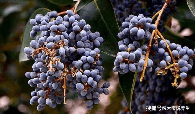 此外,其中含有的槲皮素可以起到改善微血管的循環作用,是預防高血壓高