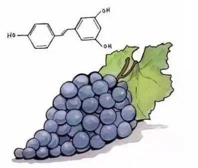 人体|【齐韵红酒小课堂】从科学的角度去剖析,葡萄酒的功效和作用