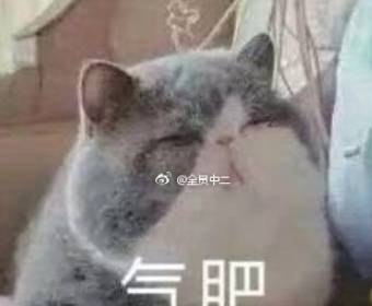 因为猫因为脸太圆大火，像圆规画出来的一样，猫主子：胖猫也有尊严！