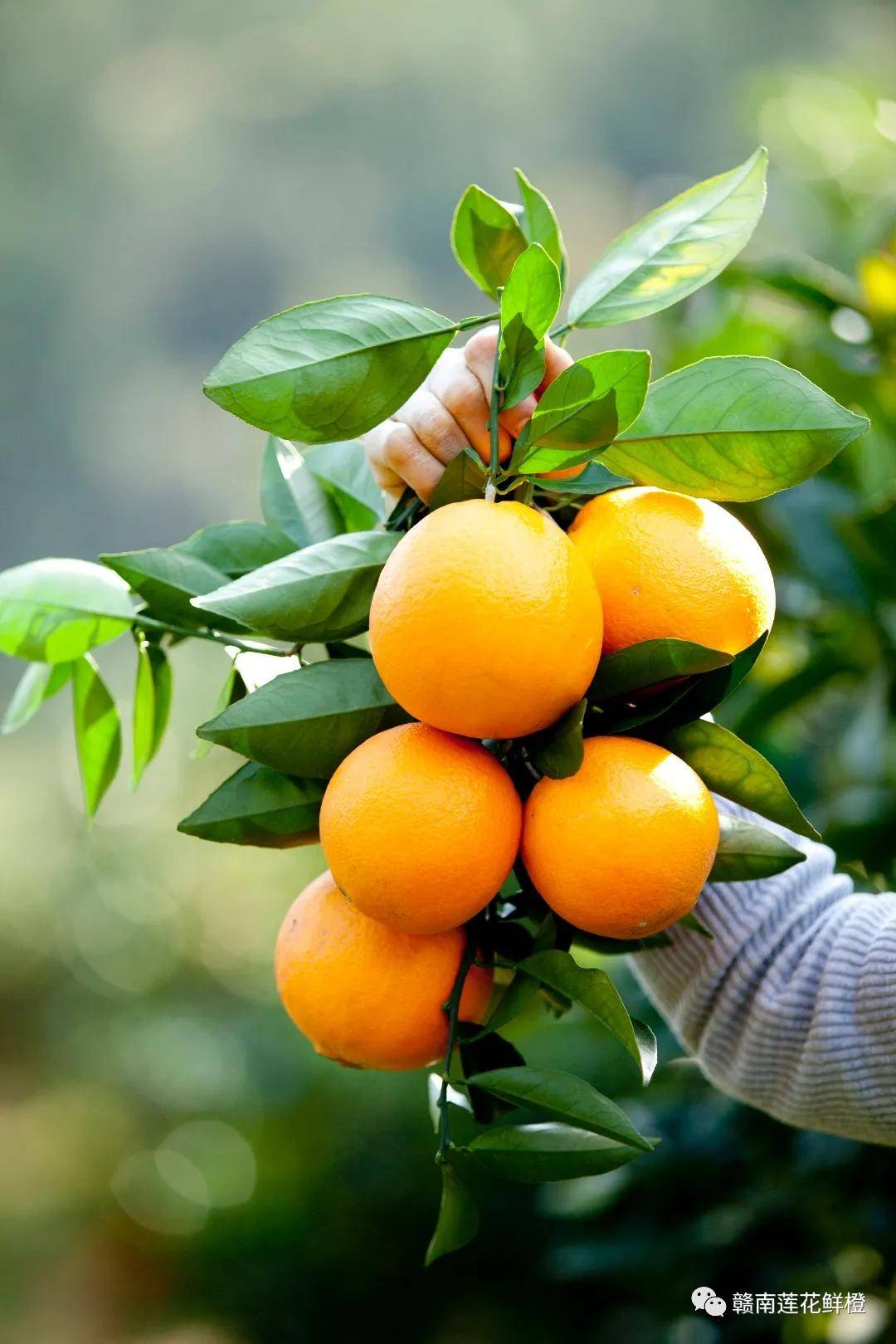 公司|冬天的第一个莲花橙，口口甜蜜驱寒意