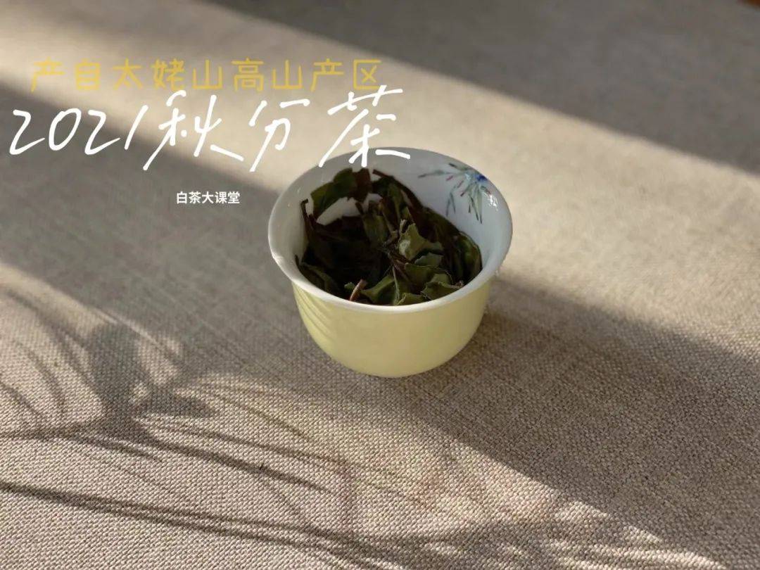 知识科普|为什么说白茶越陈越香,越老越值钱?是销售套路吗?