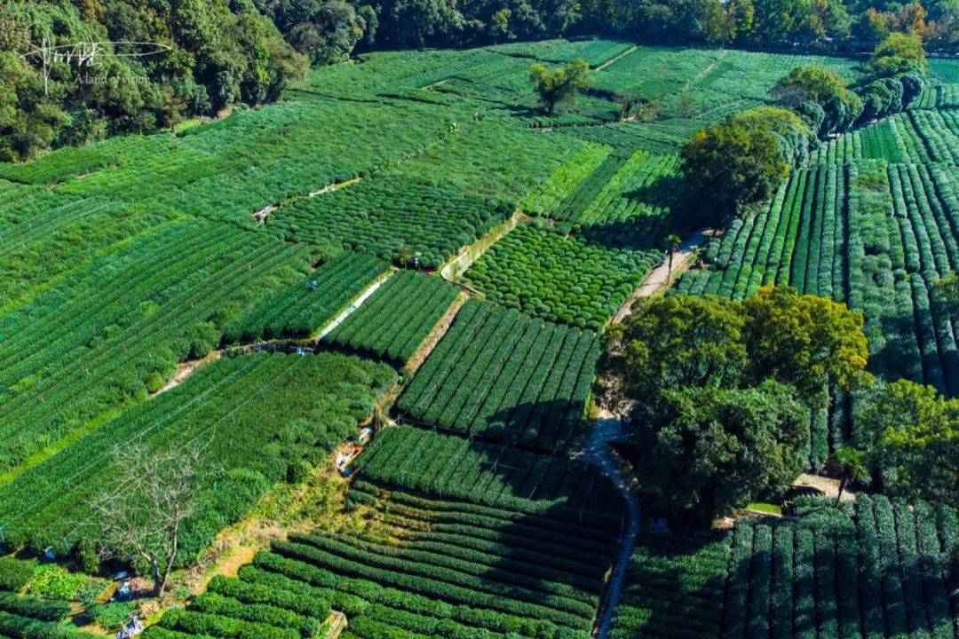 离西湖最近的茶园,面积不大,却依山傍水风景旖旎_茅家埠