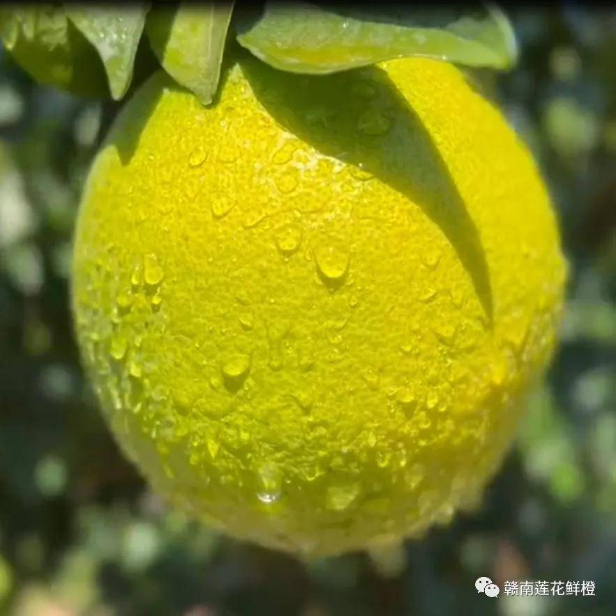 认真出好橙莲花橙美味即将启橙彭城莲花赣南脐橙