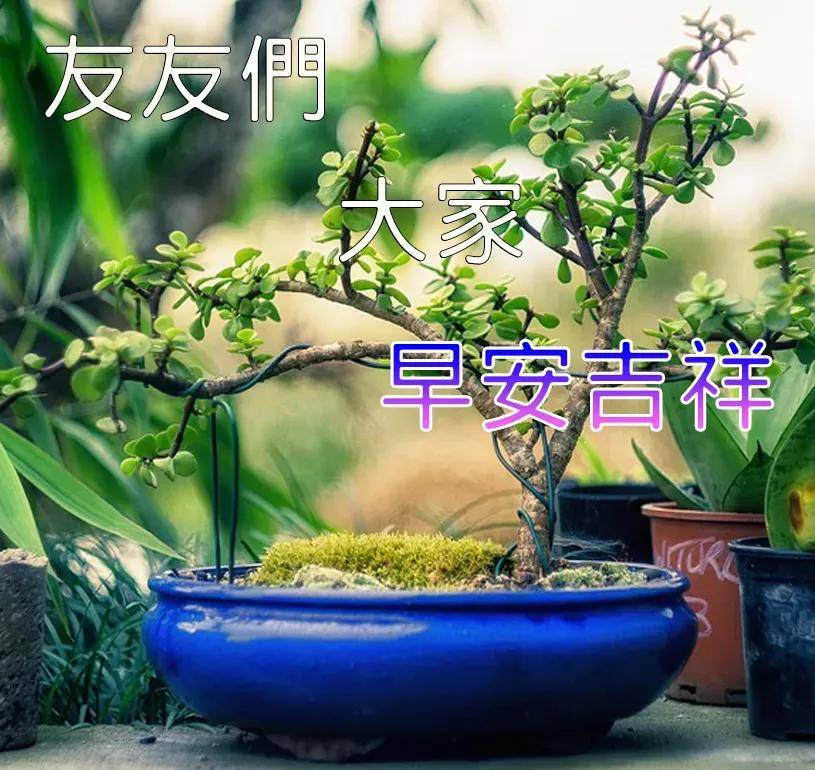 原創11月12日精選早上好正能量陽光問候祝福語錄非常新的早上好鮮花