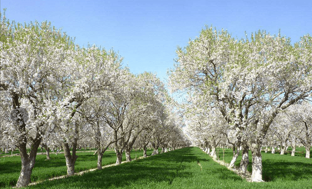 巴旦木种植区域有哪些山东适合栽种巴旦木树吗什么时候种植