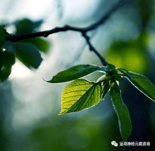 药物性|运动神经元病的治疗误区以及严重危害