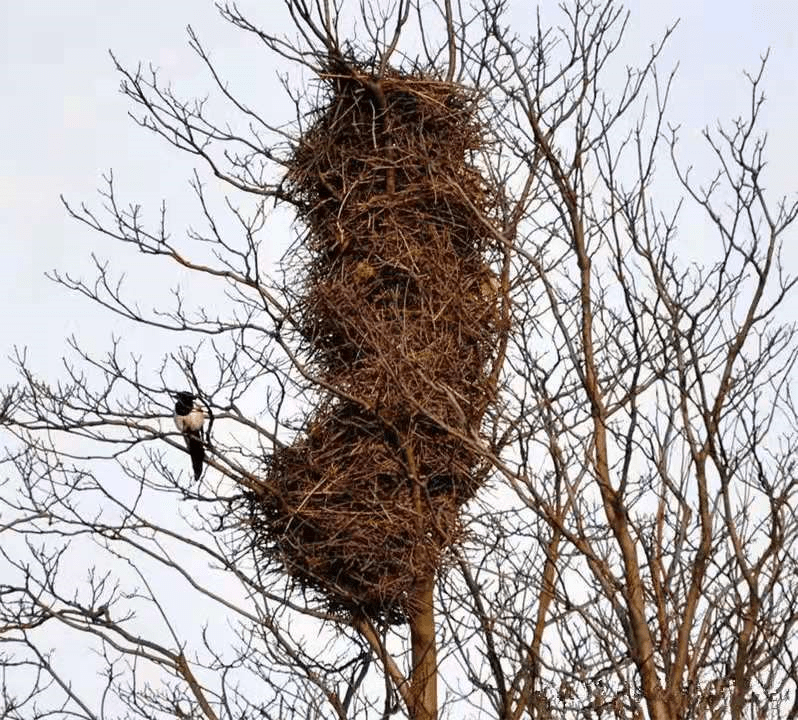 原创喜鹊窝为何不惧风雪树枝杂乱很破烂内部却是三层的豪华结构