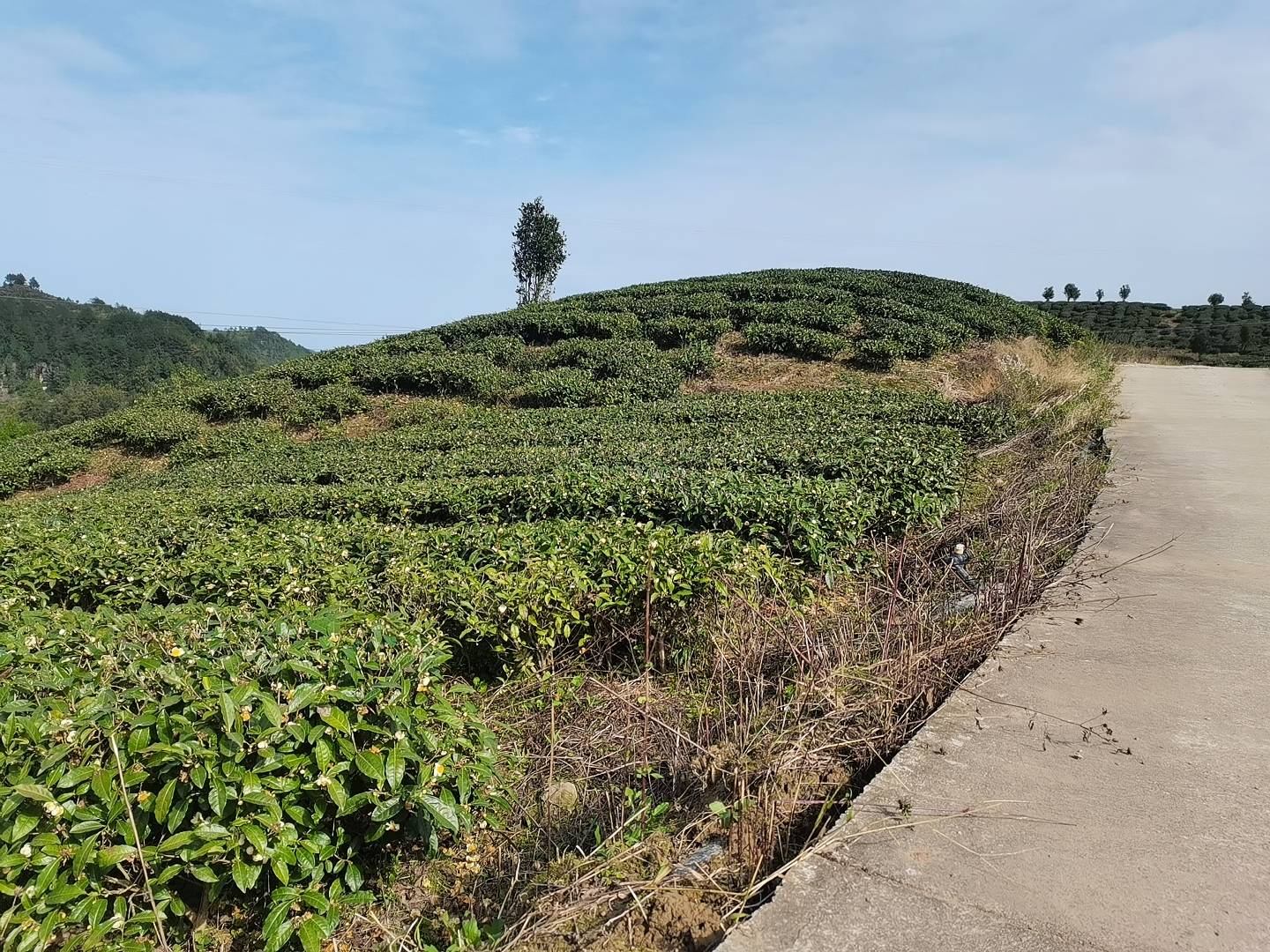 茶山行茹茶走进南充明德茶山